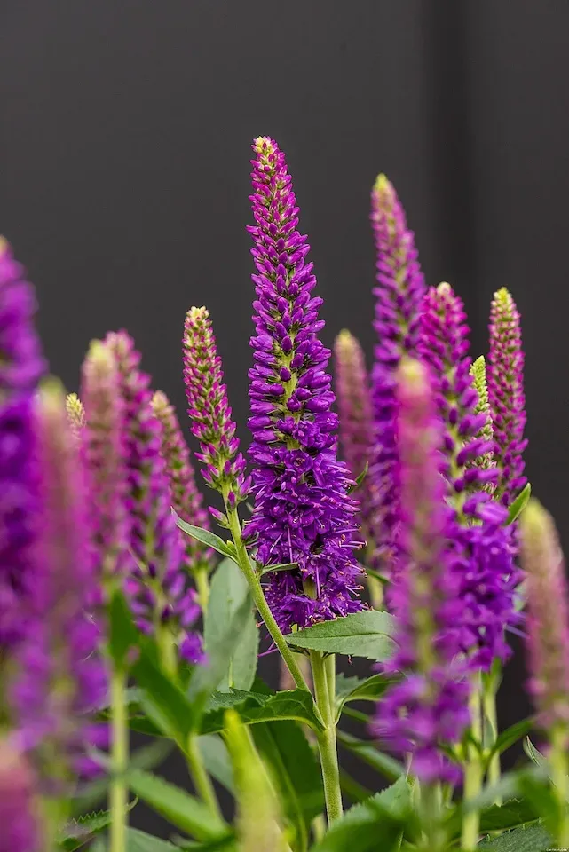 Przetacznik &#39;Lancita Purple&#39; Veronica spicata