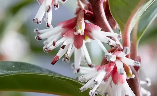 Sarkokka &#39;Winter Gem&#39; Sarcococca humilis