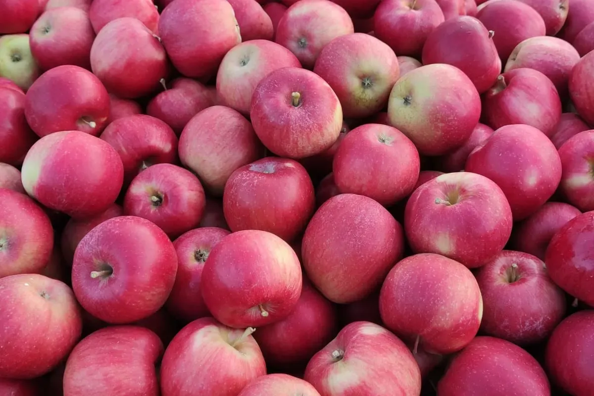 Jabłoń &#39;Idared&#39; Malus domestica