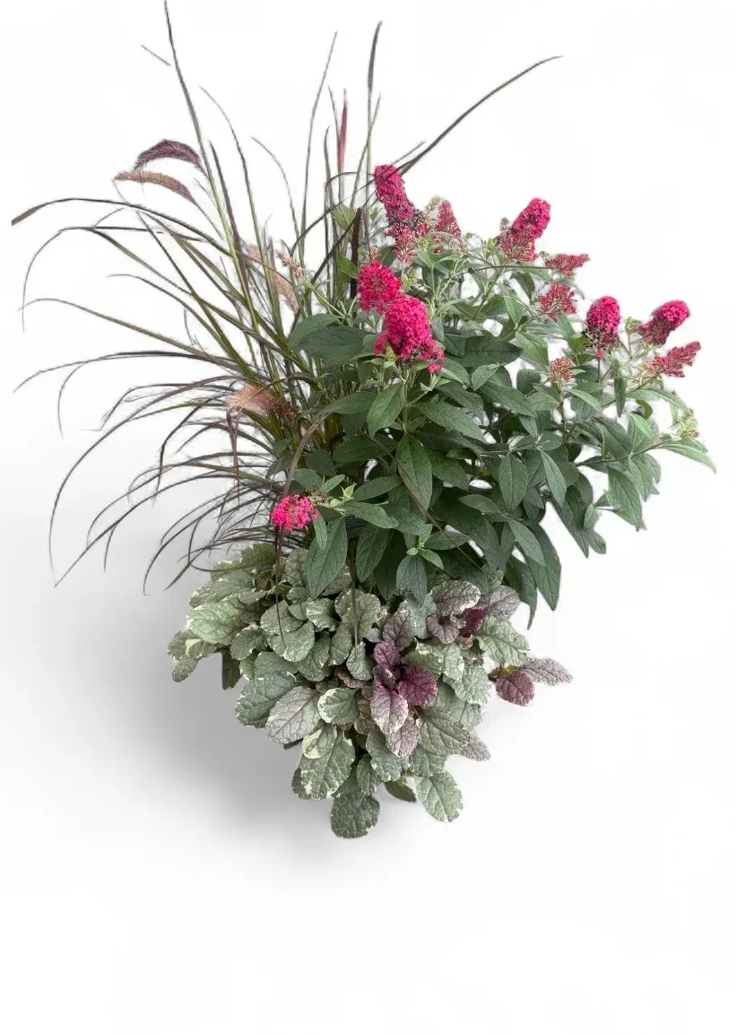 Kompozycja bylinowa Trio Ruby