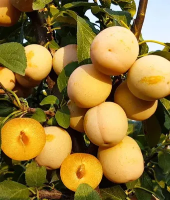 Śliwa śliwka &#39;Renkloda Ulena&#39; Prunus domestica