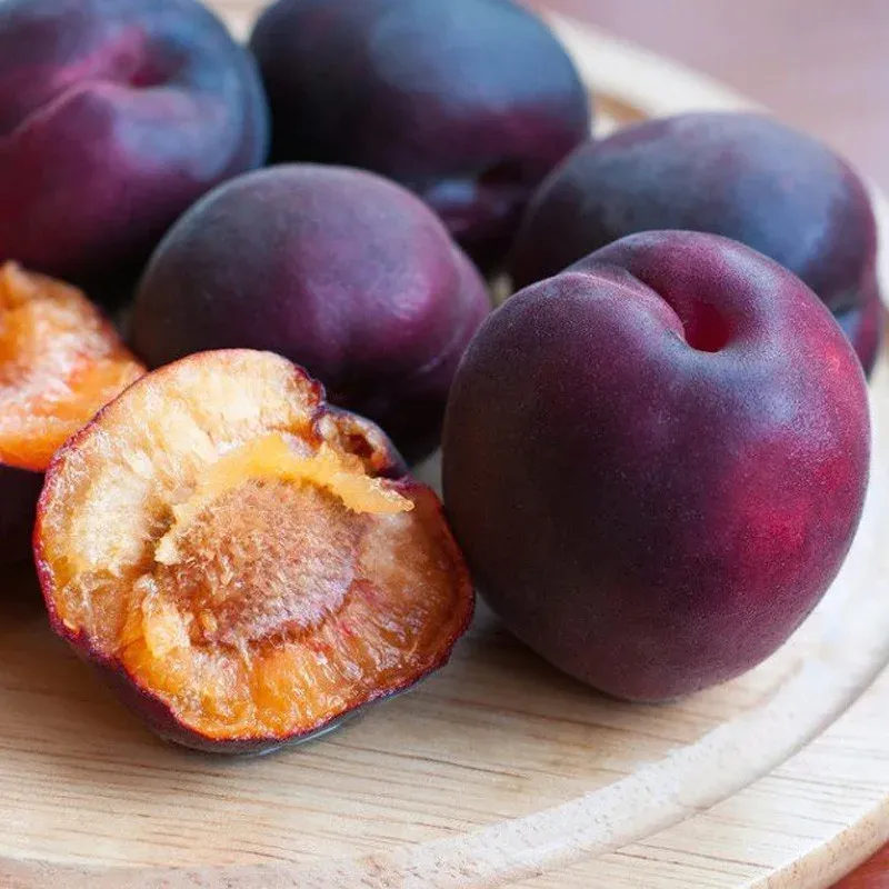 Śliwomorela &#39;Plumcot&#39; Prunus