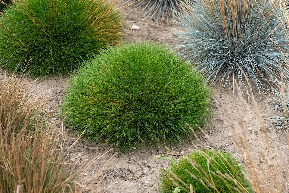 Kostrzewa Niedźwiedzie futro &#39;Pic Carlic&#39; Festuca gautieri