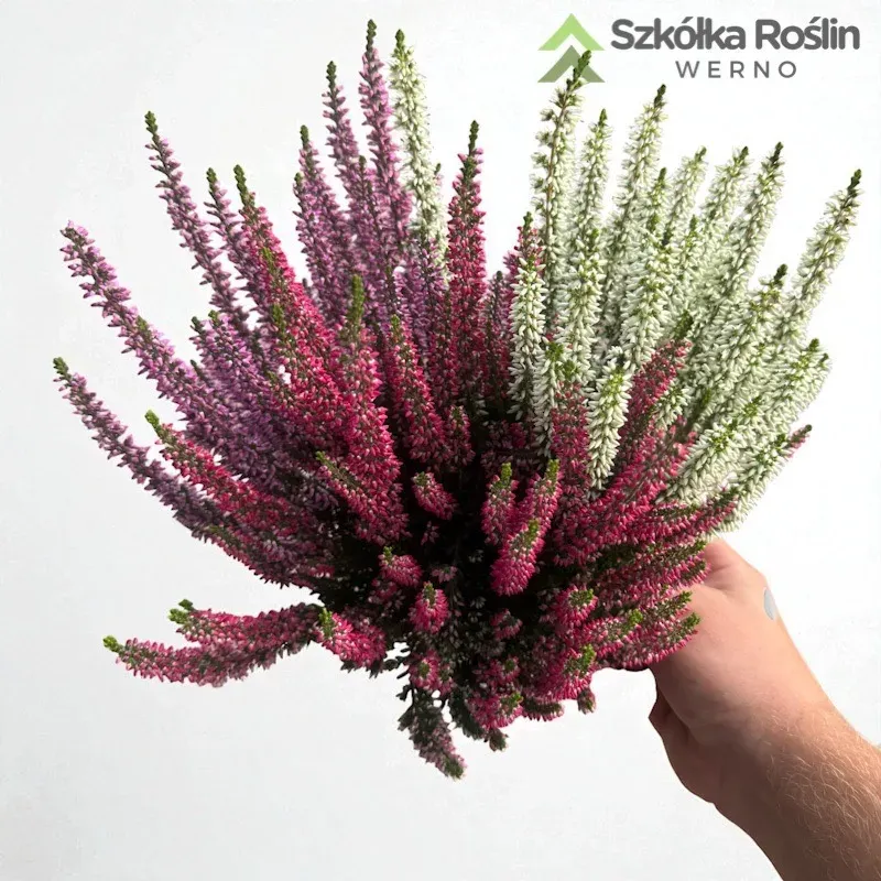 Wrzos kolorowy Beauty Ladies® Trio Red-Lila-White Calluna vulgaris