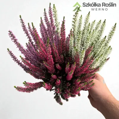 Wrzos kolorowy Beauty Ladies® Trio Red-Lila-White Calluna vulgaris