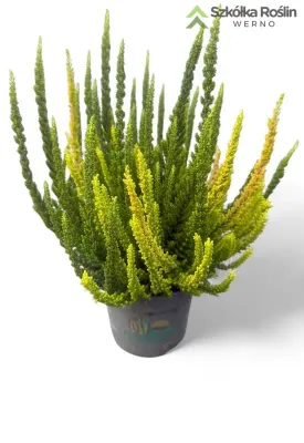 Wrzos Skyline® Colorados Trios Calluna vulgaris