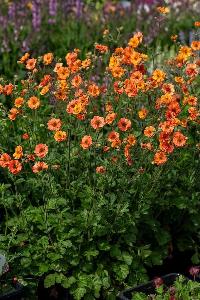 Kuklik &#39;Totally Tangerine&#39; Geum hybrida