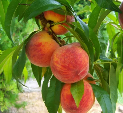 Brzoskwinia &#39;Redhaven&#39; Prunus persica