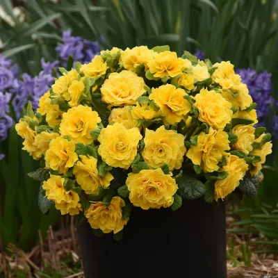 Pierwiosnek &#39;Prima Belarina™ Spring Sun&#39; Primula vulgaris