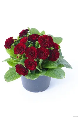 Pierwiosnek &#39;Belarina™ Valentine&#39; Primula vulgaris