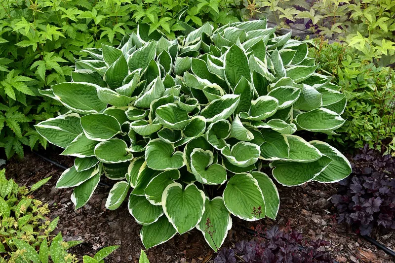 Funkia &#39;Francee&#39; Hosta