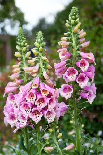 Naparstnica 'Dottie Warm Rose' Digitalis hybrida