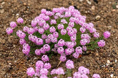 Skrzydlinka armeńska &#39;Warley Rose&#39; Aethionema armenum