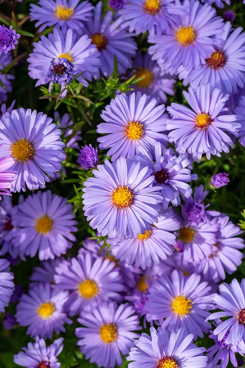 Aster krzaczasty &#39;Lady in Blue&#39; Aster dumosus