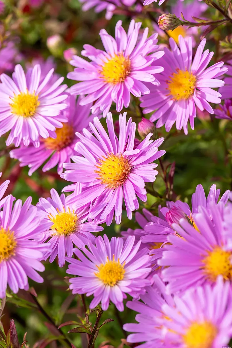 Aster krzaczasty &#39;Peter Harrison&#39; Aster dumosus