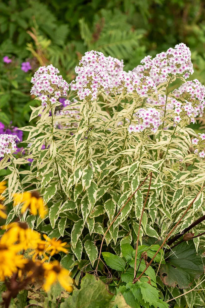 Floks wiechowaty &#39;Nora Leigh&#39; Phlox paniculata