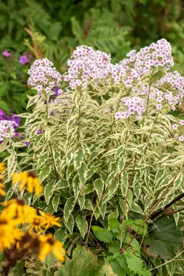 Floks wiechowaty &#39;Nora Leigh&#39; Phlox paniculata