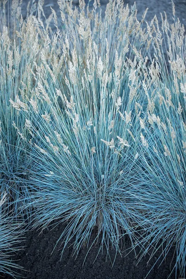 Kostrzewa sina &#39;Eisvogel&#39; Festuca glauca