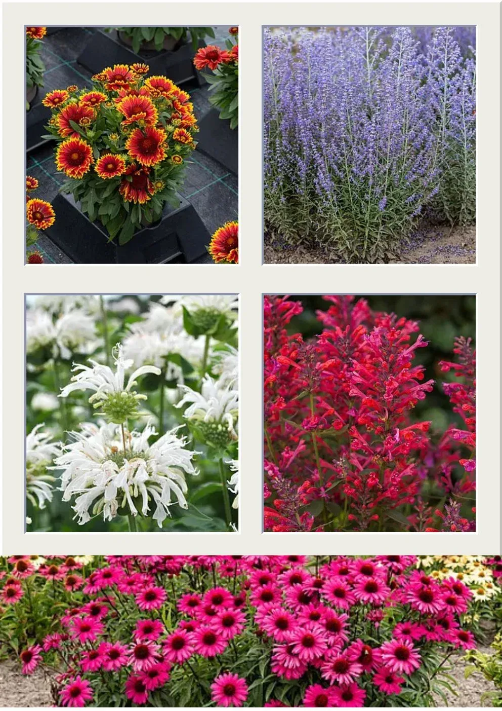 Comiesięczna dostawa najciekawszych roślin