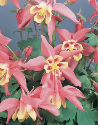 Orlik &#39;Spring Magic Rose and Ivory&#39; Aquilegia caerulea