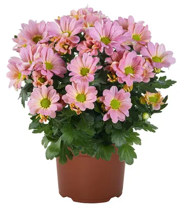 Chryzantema &#39;Breeze Princess&#39; Chrysanthemum grandiflorum