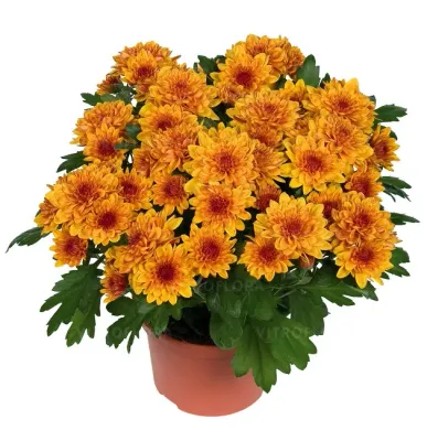Chryzantema &#39;Chrystal Bronze&#39; Chrysanthemum grandiflorum