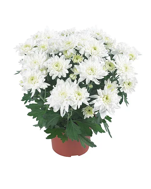 Chryzantema &#39;Chrystal White&#39; Chrysanthemum grandiflorum
