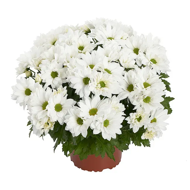 Chryzantema &#39;Alpine Time&#39; Chrysanthemum grandiflorum