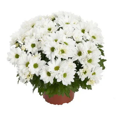 Chryzantema &#39;Alpine Time&#39; Chrysanthemum grandiflorum