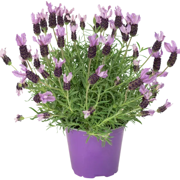 Lawenda francuska Lavandula