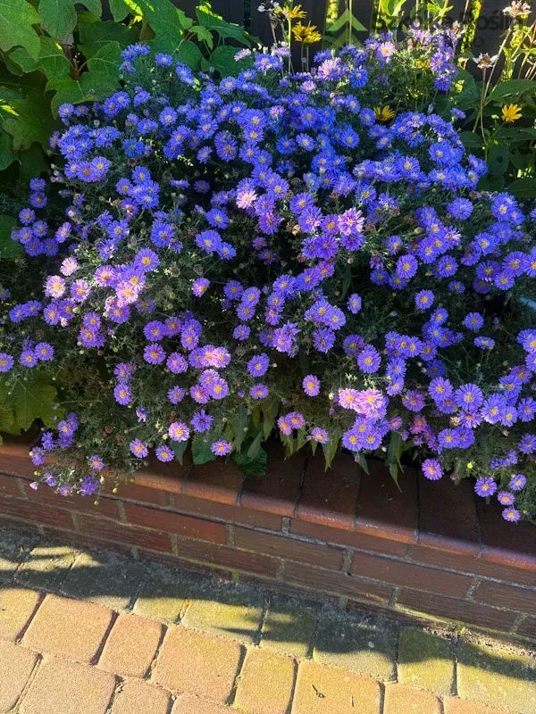 Aster nowobelgijski niebieski Aster novi-belgii