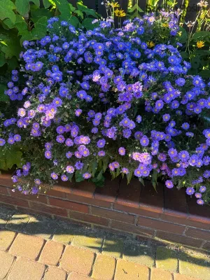 Aster nowobelgijski niebieski Aster novi-belgii