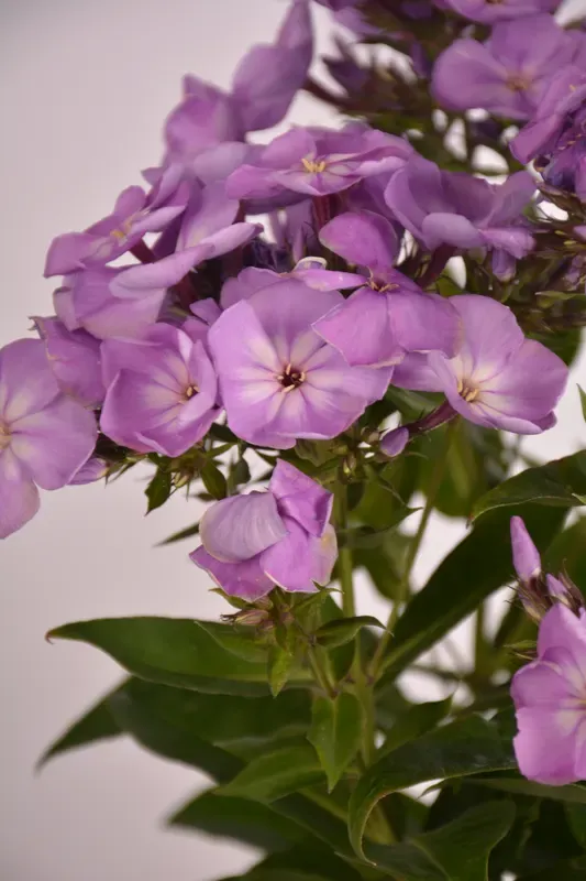 Floks wiechowaty 'Flatscreen Lilac' Phlox paniculata