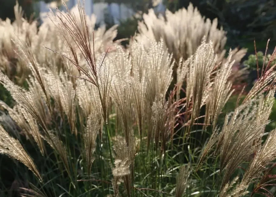 Miskant chiński &#39;Yakushima Dwarf&#39; Miscanthus sinensis