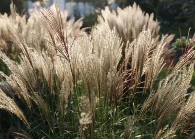 Miskant chiński &#39;Yakushima Dwarf&#39; Miscanthus sinensis