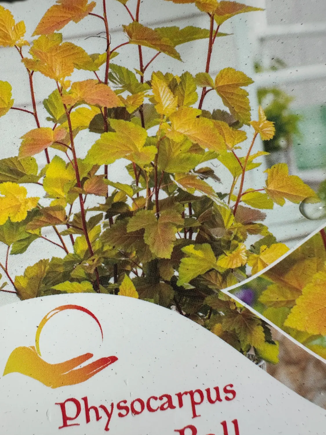 Pęcherznica kalinolistna na pniu &#39;Magic Ball&#39; Physocarpus opulifolius