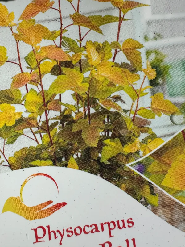 Pęcherznica kalinolistna na pniu &#39;Magic Ball&#39; Physocarpus opulifolius