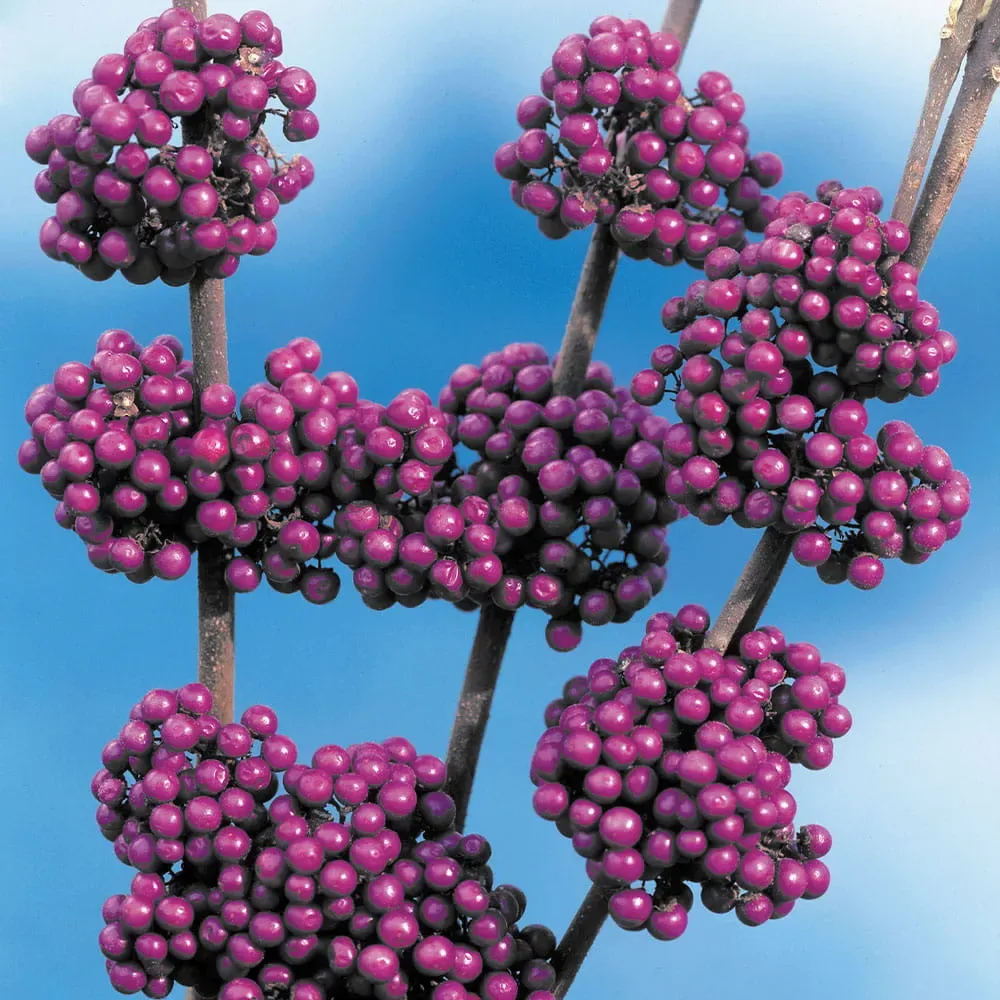 Pięknotka &#39;Profusion&#39; Callicarpa japonica