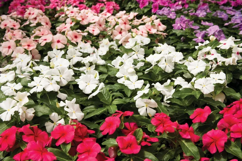 Barwinek Catarantus pakiet kolorów