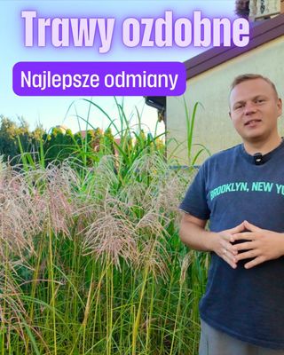 Najlepsze trawy ozdobne wieloletnie – które warto posadzić? 🌾