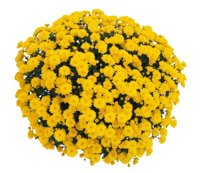 Chryzantema &#39;Jasoda Yellow&#39; Chrysanthemum