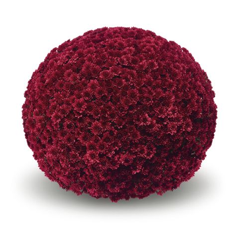 Chryzantema &#39;Pokai Red&#39; Chrysanthemum