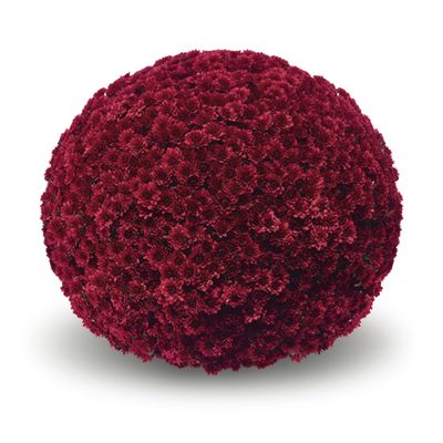 Chryzantema &#39;Pokai Red&#39; Chrysanthemum