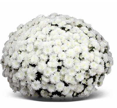 Chryzantema &#39;Belwedere&#39; Chrysanthemum