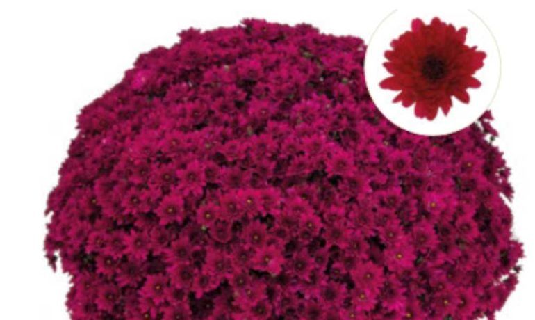 Chryzantema &#39;Pilou Violet&#39; Chrysanthemum