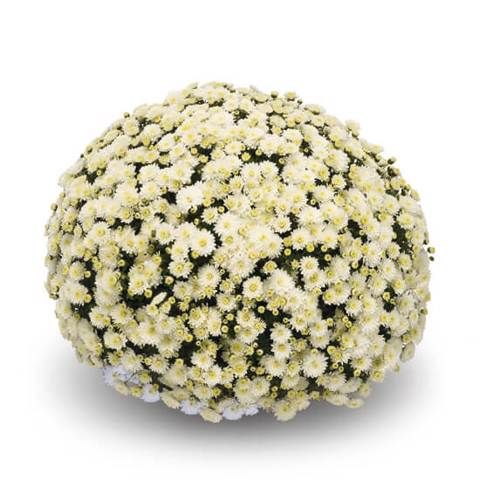 Chryzantema &#39;Jasoda White&#39; Chrysanthemum