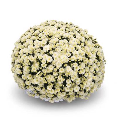 Chryzantema &#39;Jasoda White&#39; Chrysanthemum