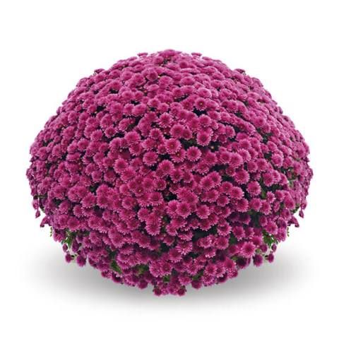 Chryzantema &#39;Jasoda Mauve&#39; Chrysanthemum