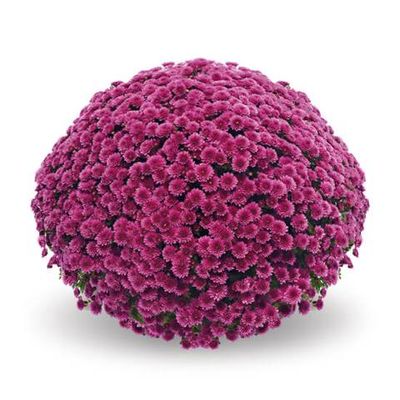 Chryzantema &#39;Jasoda Mauve&#39; Chrysanthemum