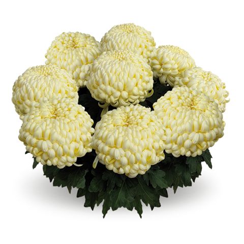 Chryzantema wielkokwiatowa &#39;Komodo Creme&#39; Chrysanthemum